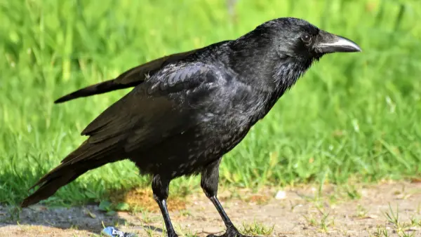 Crow